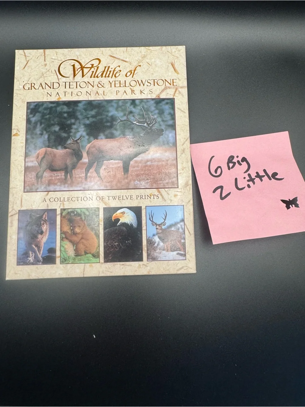 Yellowstone postcard little